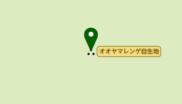 オオヤマレンゲ自生地の地図画像