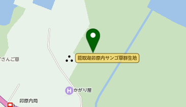 能取湖のサンゴ草